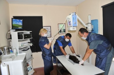 Osmangazi Binlerce Can Dostuna Kucak Açtı