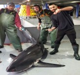 KÖPEK BALIĞI - Tekirdağ'da Denizden 'Jaws' Çıktı