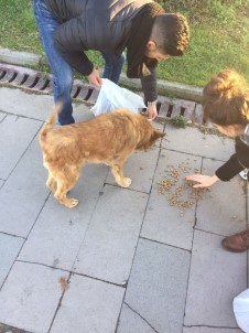 Üniversite Öğrencileri Sokak Hayvanlarına Yem Bıraktı
