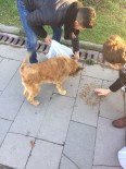 SOKAK HAYVANI - Üniversite Öğrencileri Sokak Hayvanlarına Yem Bıraktı
