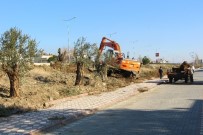 ZEYTİN AĞACI - Edremit'te Ağaçlar Kesilmiyor, Taşınıyor
