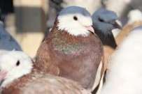 ALPAGUT - Haczedilen 769 Bin TL'lik Güvercinler Elde Kaldı