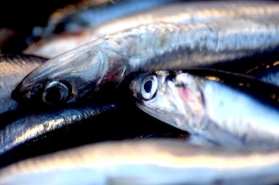 Karadenizli balıkçılar en az 2 yıllık av yasağı istiyor