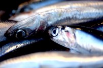 Karadenizli balıkçılar en az 2 yıllık av yasağı istiyor Haberi
