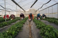 BAHÇEKÖY - Silifke'de Kış Ortasında Çilek Hasadı