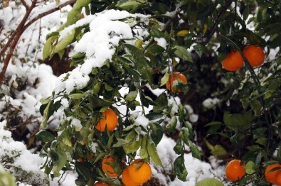 Antalya'da Portakal Ve Limon Ağaçları Beyaza Büründü