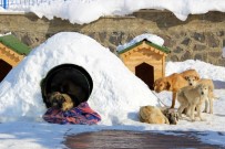 Barınaktaki Hayvanlar 'Eskimo' Usulü Soğuktan Korunuyor