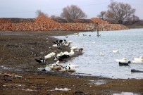 KUŞ GRIBI - Bursa'da Kuş Gribi Alarmı