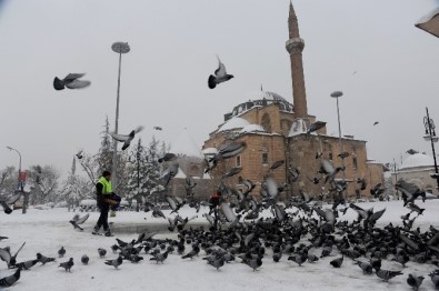 Konya Büyükşehir Belediyesi Kuşlara Ve Sahipsiz Hayvanlara Yem Bırakıyor