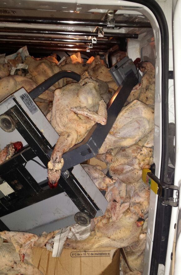 Hijyen şartlarına uymayan hindiler imha edildi