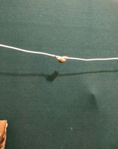 Cambaz Fareden Görsel Şov