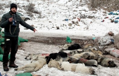 Hakkari'de Şehir Çöplüğündeki Köpek Leşleri Görenleri Hayrete Düşürüyor