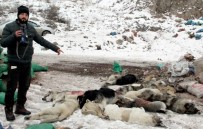 HAYVAN BARINAĞI - Hakkari'de Şehir Çöplüğündeki Köpek Leşleri Görenleri Hayrete Düşürüyor
