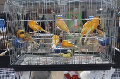 Kanaryalar Yarıştı