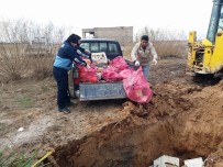 KAÇAK KESİM - Lokantada Kedi Eti Ele Geçirildi