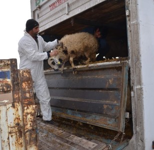Osmancık'ta Genç Çiftçilere Koyun Desteği