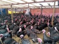 AHMET ÇELIK - Yılbaşı Hindileri Satışa Çıktı