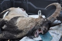 DAĞ KEÇİSİ - 7 Yaşındaki Dağ Keçisi Kaçak Avcının Kurbanı Oldu