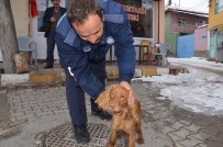 MEHMET REMZİ ARAYIT - Günyüzü Belediyesi Sokak Hayvanlarına Sahip Çıkıyor