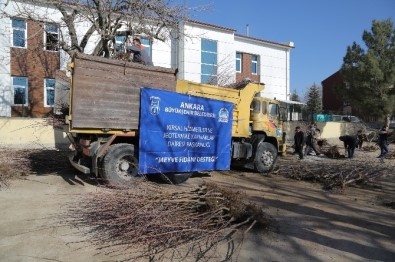 Ankara Büyükşehir Belediyesinden Çiftçilere Meyve Fidanı Desteği