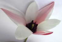 LALE SOĞANI - Bunlar Da Milli Laleler