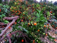 KUZUCULU - Düşük Fiyat, Mandalina Ağaçlarını Söktürdü