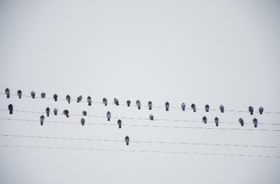 Elektrik Tellerine Dizilen Güvercinler Notaları Andırdı