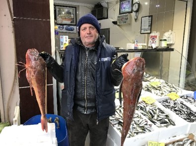 Karadenizde Yakalanan Kırlangıç Balığı Tezgahları Süslüyor