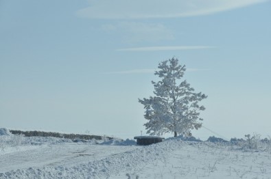 Kars'ta Kırağı Tutan Ağaçlar Kartpostallık Görüntüler Oluşturdu
