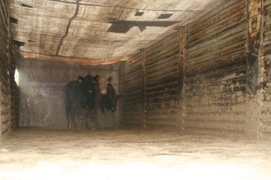 Devrek'te Genç Girişimci Çiftçilere Büyükbaş Hayvan Hibe Edildi