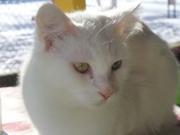 KIŞ BAKIMI - Van Kedileri Kış Güneşinin Tadını Çıkarttı