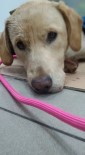 LABRADOR - Aracın Çarptığı Köpek Tedavi Altına Alındı
