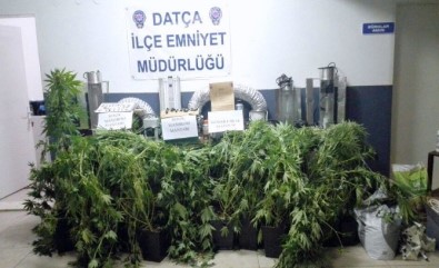 Datça'da Sihirli Mantar Magic Mushroom Operasyonu