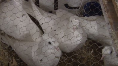 Başkent'te Güvercinler Açık Arttırmada