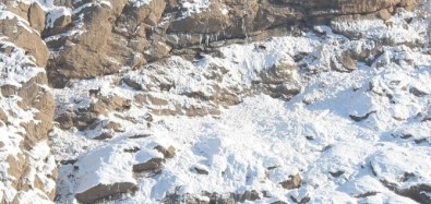 Hakkari'de Dağ Keçileri Görüntülendi