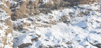 SÜMBÜL DAĞI - Hakkari'de Dağ Keçileri Görüntülendi