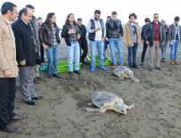 KAFA TRAVMASI - Tedavi edilen 2 kaplumbağa denizle buluştu