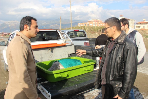 Tedavi edilen 2 kaplumbağa denizle buluştu