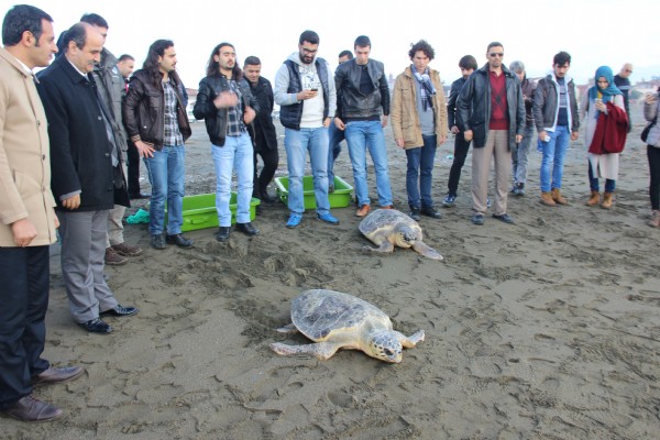 Tedavi edilen 2 kaplumbağa denizle buluştu