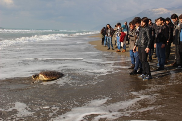 Tedavi edilen 2 kaplumbağa denizle buluştu