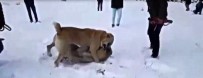 KÖPEK DÖVÜŞÜ - Köpekleri Dövüştürüp Videoya Aldılar