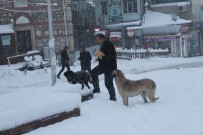 HAYVAN SEVERLER - Tosya'da Aç Kalan Sokak Köpeklerini Vatandaşlar Besledi