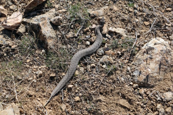 Ağrı Dağı'nda 'Koca engerek' görüntülendi!