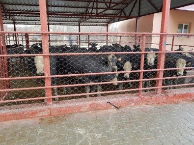 Adilcevaz'da Genç Çiftçilere Hayvanları Dağıtıldı