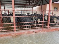 BÜYÜKBAŞ HAYVANLAR - Adilcevaz'da Genç Çiftçilere Hayvanları Dağıtıldı