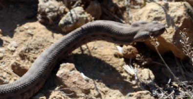 Ağrı Dağı'nda 'Koca engerek' görüntülendi!
