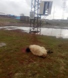 ELEKTRİK KAÇAĞI - Elektrik Akımına Kapılan Koyunlar Telef Oldu