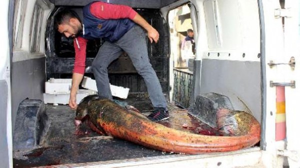 Dev yayın balığı görenleri şaşırttı!