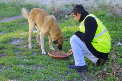 Kırklareli'nde Sokak Hayvanlarına Mama Bırakıldı
