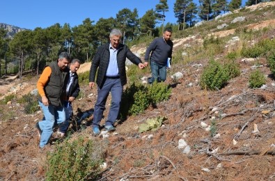 Mersin Ormanlarında Gençleştirme Çalışmaları Devam Ediyor
